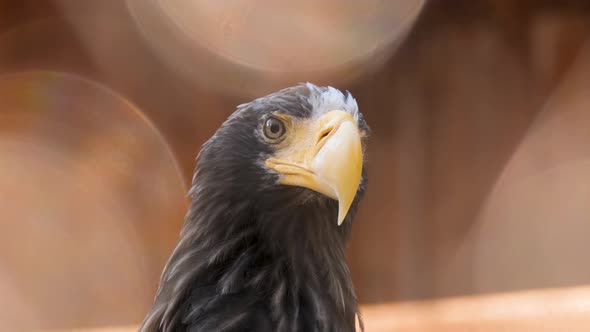 Portraits of Wildlife Predator Species Falcon Bird Sits on Tree Looks at Camera