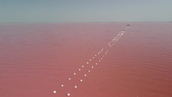 Flying Over a Pink Salt Lake