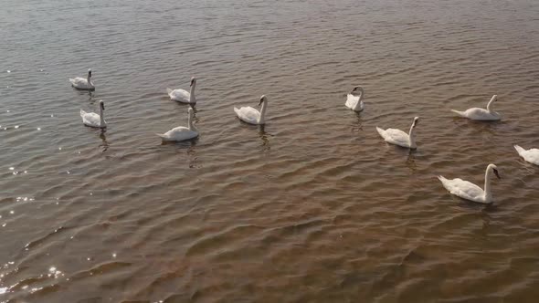 Aerial Video White Swans on a Lake in the Wild