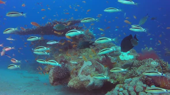 Red Sea Colorful Tropical Fishes