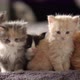 Cute Stock Footage of Maine Coon Kitten at 35 days old - VideoHive Item for Sale