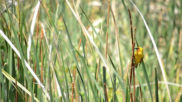 Yellow Weaver Bird posing on a reed as it gently blows in the wind. Another one joins in in the back