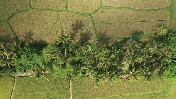 Footage of summer rice field, palm trees on top