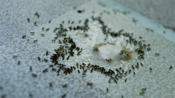 Ant Gathering Sweet Droplet of Juice