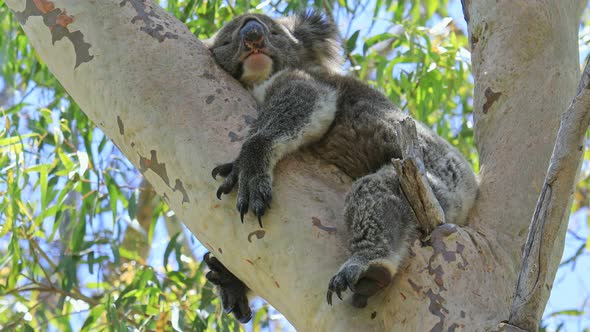 Koala in Yanchep National Park