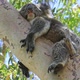 Koala in Yanchep National Park - VideoHive Item for Sale