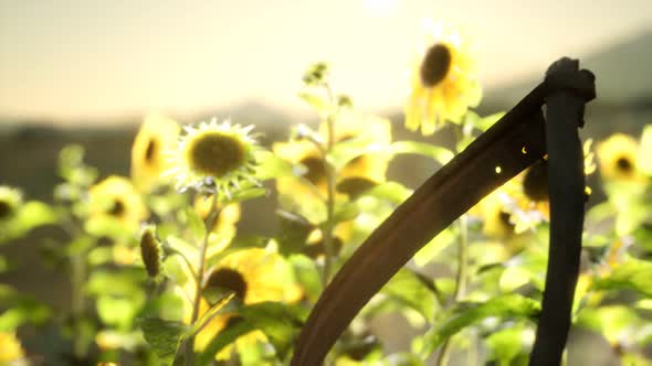 Old Vintage Style Scythe and Sunflower Field