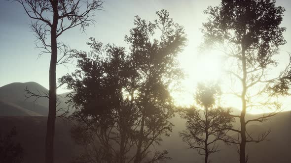 Carpatian Mountains Fog and Mist at the Pine Forest