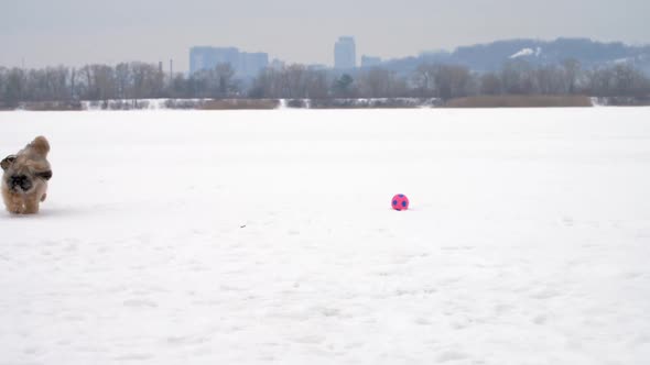 Furry Shihtzu Puppy Holds Coloured Ball on Frozen River