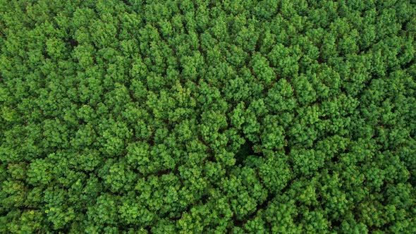 4K Aerial view over a rubber tree. rubber plantation. Drone view of Nature Background