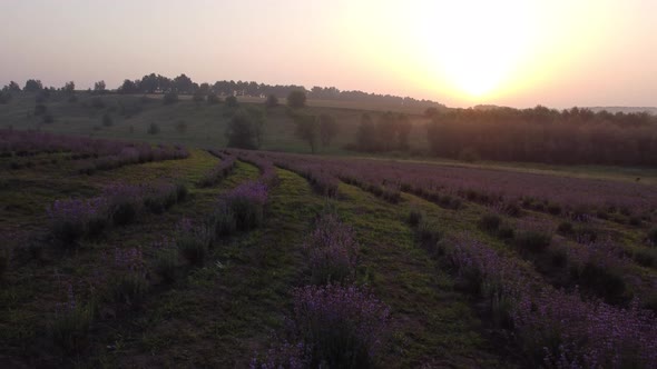 Lavender Flower in the Field Panoramic View