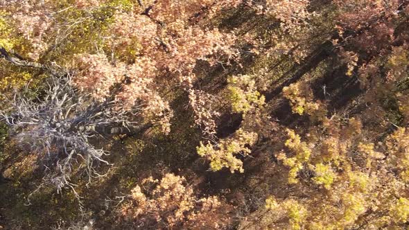 Vertical Video of Forest Landscape in Autumn Slow Motion