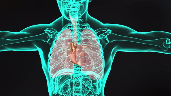 human heart. realistic, Correct anatomical heart with venous system, x-ray,