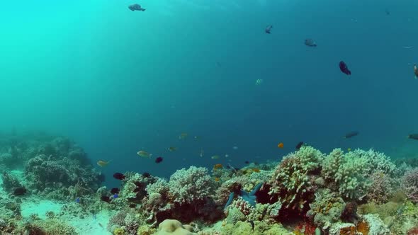 Coral Reef and Tropical Fish. Bohol, Philippines.