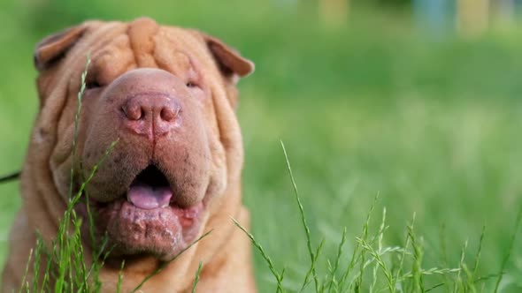 Portrait of a Beautiful Young Chinese Shar Pei Dog Standing on a Lawn in Tall Grass