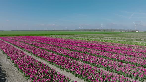 Rows of Pink tulips in full bloom and wind turbine in The Netherlands.