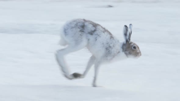 Running White Hare In Sweden Wildlife