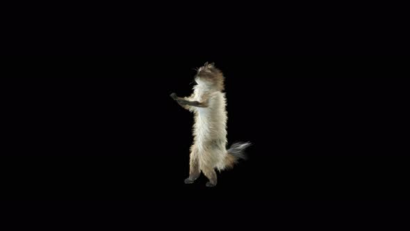 63 Cat Dancing 4K