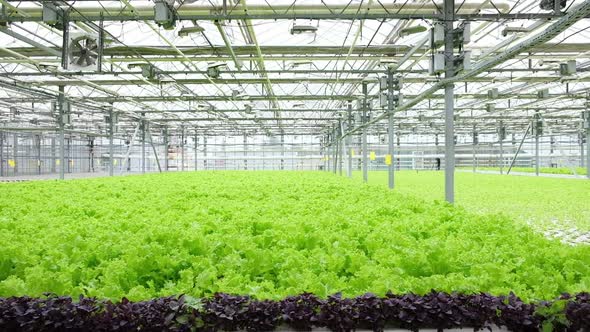 Greenhouse Plantation with Lettuce Greenery
