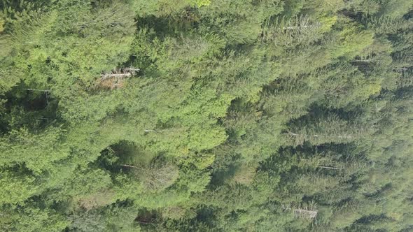 Vertical Video Aerial View of Trees in the Forest