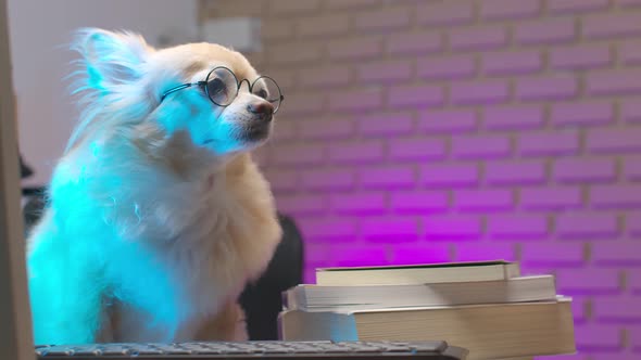 smart Brown chihuahua senior dog wearing glasses with computer