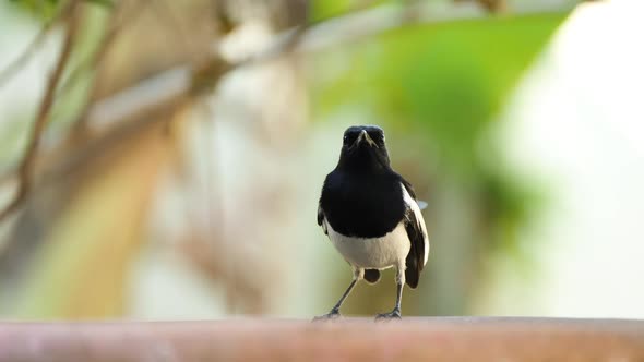 Bird, Oriental Magpie-robin, sSipping Water From Bird Bath, Then Fly Away