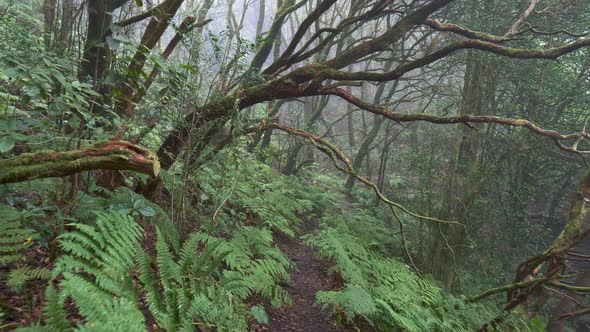 Mysterious Foggy Forest. Walking Path Through Magical Misty Green Forest in Anaga Rural Park