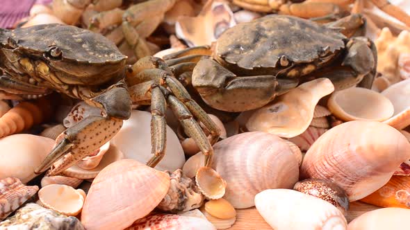 Crabs 6