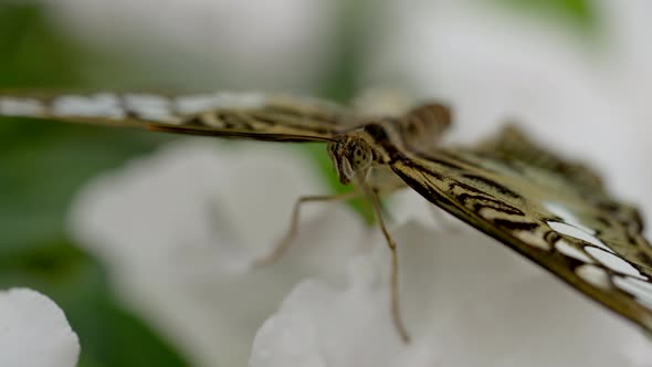 Extreme macro close up of busy butterfly resting on white flower in wilderness