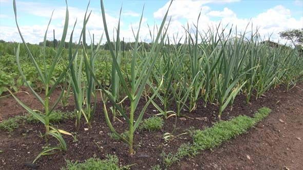 A Kitchen Garden; Garden, Garlic, Dill and Summer