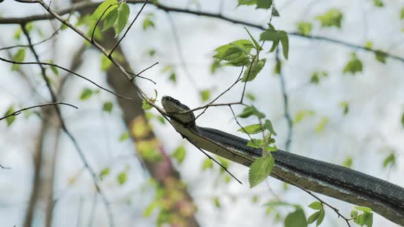 Wild black rat snake flicks out tongue while resting on tree branch.