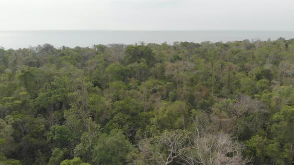 Aerial: flying over green rainforest jungle tropical sea pristine coastline