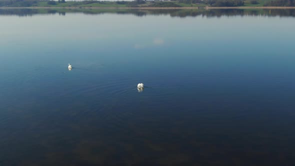 Two White Swans Swimming on a Lake Together