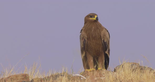 Close up Of Steppe Eagle Watching And Waiting For Prey.