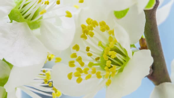 Wild Plum Flower on Blue 3