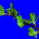 Hawthorn buds opening Time lapse. Footage with alpha channel - VideoHive Item for Sale