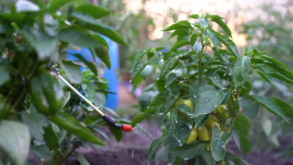 a Woman Sprays and Treats Pepper From Diseases and Pests