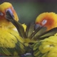 sun conure parrot bird - VideoHive Item for Sale