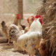 Rooster And Hens - VideoHive Item for Sale