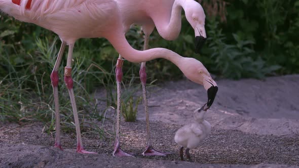 Adult flamingo feeding its young baby chick