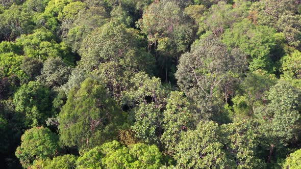 Aerial top down view in tropical jungle green rainforest.