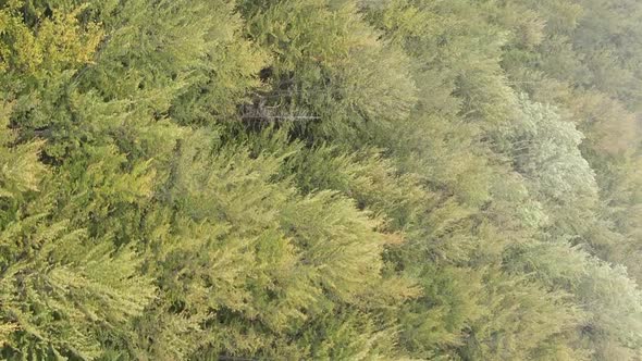 Vertical Video Aerial View of Trees in the Forest