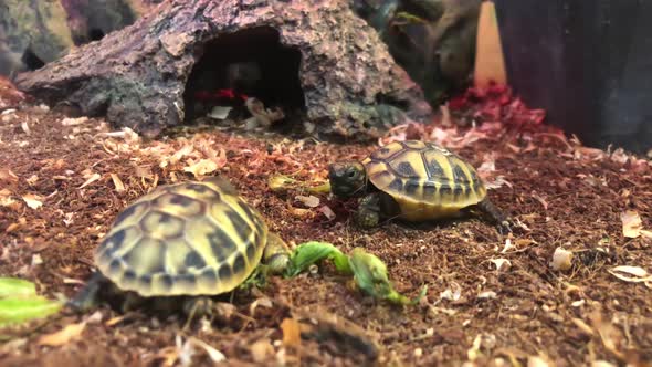 Terrestrial Little Turtles Rest in Their Home a Small Breed of Turtles