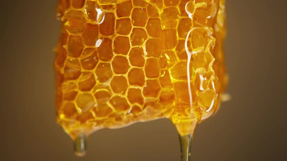 Sweet Honey Flowing From Honeycomb Closeup