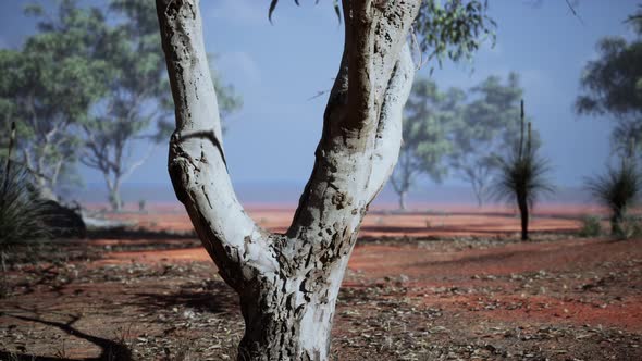 Acacias Trees in the Landscape of Tanzania with Clouds in the Sky alt