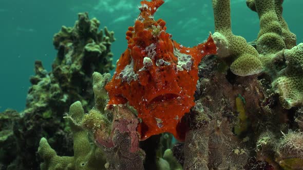 Red Warty Frogfish (Antennarius macuatus) sitting on coral reef with ocean surface in background