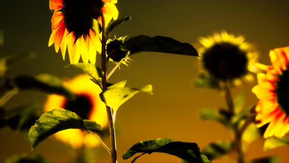 Big Beautiful Sunflowers at Sunset