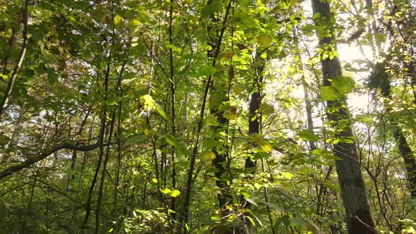 Trees in the Forest on an Autumn Day