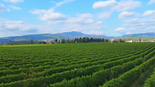 Flight Over The Vineyard