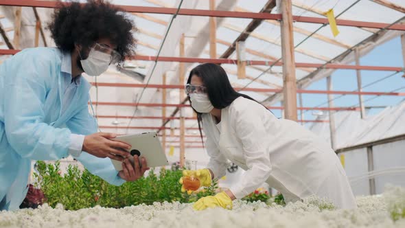 Focused Female Agriculture Engineer Pouring Sample Abiotic Fertilizers at Organic Plant Holding